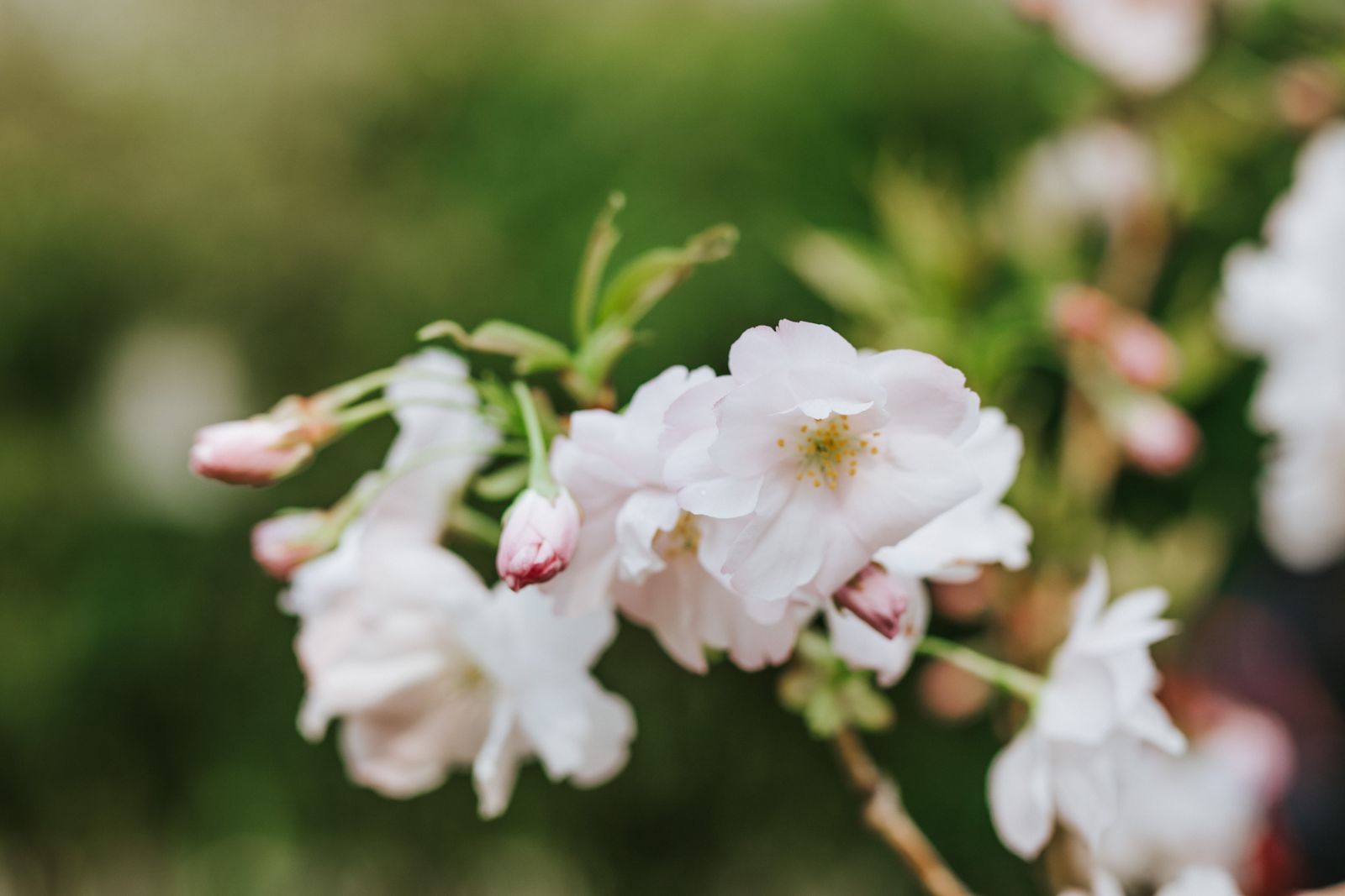 sakura virágzás cseresznyefa