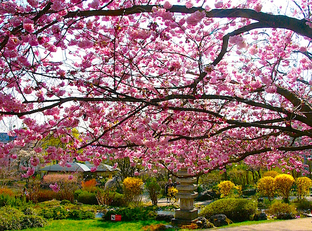 Hanami a cseresznyevirágok alatt