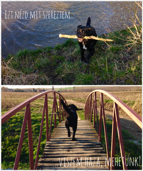 A pacsázós csavargás után, ha megvan a tuti bot, mehetünk is haza...