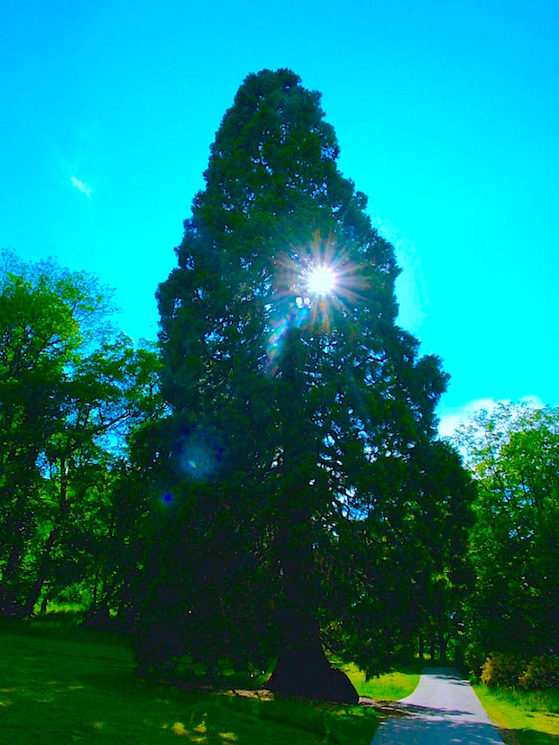 A két mammutfenyő a helyi kuriózum