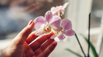 Rengeteg virágot fog hozni az orchidea télen, ha beveted ezt a fűszert: hatalmasra nő majd tőle a kedvenc növényed