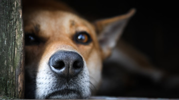 A kutyák is tudnak gyászolni: ha ezeket a jeleket tapasztalod, ideje segítséget kérni