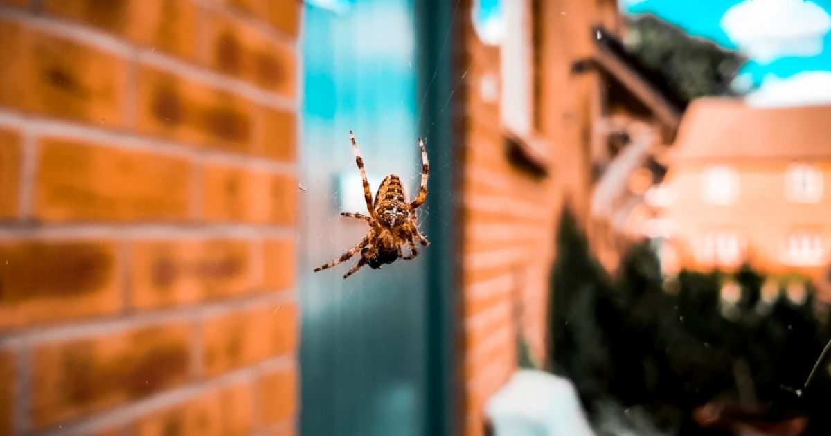 A man made a horrifying discovery after being bitten by a poisonous spider