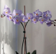 Ne feledjük, az orchideáknak légző gyökereik vannak, amelyek a levegőből veszik fel a nedvességet, így ha túllocsoljuk ezeket a gyökereket vagy állandóan vízben állnak megfulladnak. Elég hetente egyszer vizet adni neki.