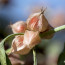 Ashwagandha (Withania somnifera)

Az Ashwagandha egy ősi gyógynövény, amelyet az ayurvédikus gyógyászatban évezredek óta használnak az immunrendszer erősítésére, az idegrendszer megnyugtatására és erősítésére, valamint a hosszú élet és a vitalitás elősegítésére. Az Ashwagandha arról is ismert, hogy javítja az általános reproduktív egészséget a mellékvesék erősítésével, a kortizol csökkentésével és a vértermelés fokozásával. A véráramlás fokozása és a hormonok szabályozása mellett a libidóra is pozitív hatással van, és növeli a termékenységet is.
