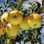 3. Golden

A név mindent elárul. Ezek a ragyogó sárga almák – amelyeket szeptembertől októberig szüretelnek – édes, mézszerű ízzel rendelkeznek, amelyet enyhe fűszeres jegyek tesznek különlegessé, éppen ezért kiválóan alkalmasak almabor készítéséhez. Puha textúrájuk miatt sütés közben könnyen szétesnek, így legjobb nyersen fogyasztani őket, vagy olyan receptekhez használni, amelyek nem igénylik, hogy megtartsák alakjukat.
