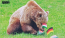 A medve a magyar zászlóval ellátott dinnyét ette meg, de az állatkert német dolgozói szerint ez is azt jelenti, hogy ők fognak nyerni. Valahogy úgy értelmezhették, hogy a németek felzabálnak minket? Moritz viszont egészen biztosan a magyarok mellett van, valahogy az volt a finomabb dinnye a számára.

