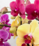 Hanna Ahtohoba egy orchideákkal foglalkozó Facebook csoportban azt írta, hogy a fokhagyma a kulcs. „Tegyél apróra vágott fokhagymát egy tál vízbe egy órára, majd áztasd ebbe az orchideádat. Őrülten be fog indulni a virágzás” – árulta el Hanna.
