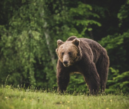 Vigyázat! Újabb medveveszély Magyarországon: már figyelmeztetést is kiadtak