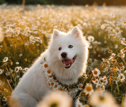 5 jel, hogy a kutyád valóban boldog