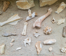 14 millió éve élt élőlény megkövesedett maradványaira bukkantak a kutatók