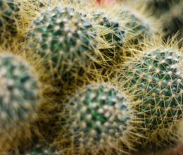 Melyik kaktusznak nincs párja a képen? Ha nem rendelkezel legalább 140-es IQ-val, sosem fogsz rájönni a válaszra