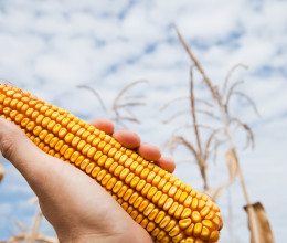 Két génmódosított kukoricafajta kapott zöld utat az Európai Bizottságtól