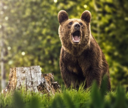 Újabb medvetámadás a szomszédunkban: a ragadozó csúnyán elbánt két békés túrázóval