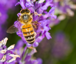 Vigyázz: ha itt csíp meg egy méh, meg is vakulhatsz, hiba nem vagy allergiás rá
