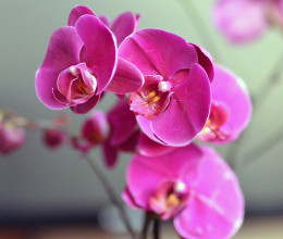 Őrülten virágozni kezd az orchidea, ha beveted ezt az egyszerű öntözési trükköt
