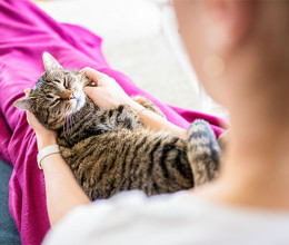 A macskák rendszerhez szoktatnak és még az egészségünkre is jó hatással lehetnek